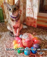 Тріовет Дніпро фото