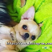 Chihomaniay отзывы фото