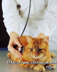 відгуки про Харківська державна зооветеринарна академія фото