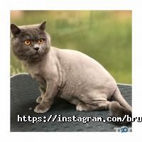 Зоомагазины и услуги для животных Bruno Groom фото