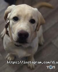 DiamondPet отзывы фото