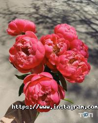 Магазини квітів Квіти від Катерини фото