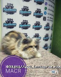 ПроХвост відгуки фото