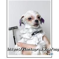 V.O.G Dog Salon Київ фото