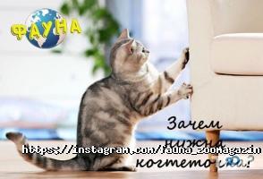 відгуки про Фауна фото