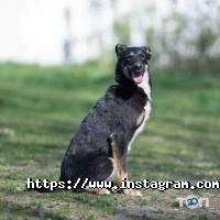 Happy Paw Київ фото