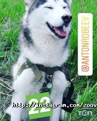 ЛеМуррр, зоомагазин, ветеринарний кабінет фото