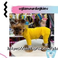 Glamour Dog, домашні тварини і птахи фото