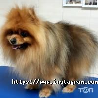 Doktor Zoo Житомир фото