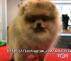 Моhnatikoff відгуки фото