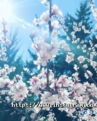 Вищі навчальні заклади Харківська державна зооветеринарна академія фото