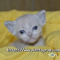 Ocean Eyes, розплідник бурманских кішок фото