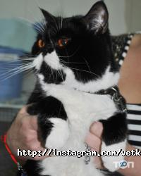 Ветус Запоріжжя фото