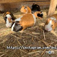 Animal park, контактний зоопарк фото