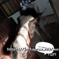 Мустанг Дніпро фото