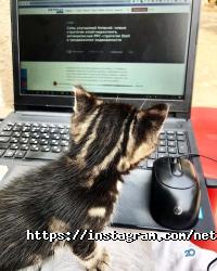 Рекламні, видавничі, інформаційні послуги Netpeak.ua компанія фото