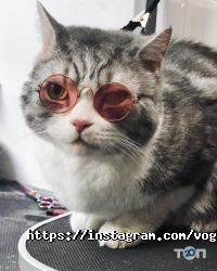 V.O.G Dog Salon Київ фото