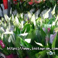 відгуки про Земля X фото