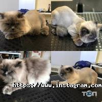 відгуки про Star Grooming фото