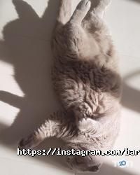 Кав'ярні та кондитерські Barkery фото