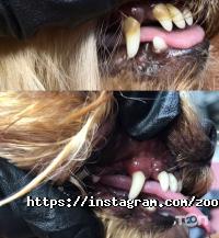 відгуки про Грумінг-салон фото