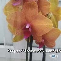 Gloriosa отзывы фото