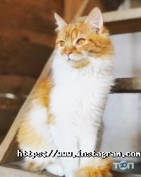 Громадські організації Happy Paw фото