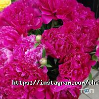 Оформление зала, доставка цветов Марина flowers фото