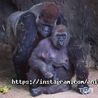 Музеї, виставки Animal park фото