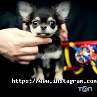 Chihomaniay Одеса фото