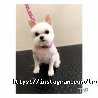 Bruno Groom Київ фото