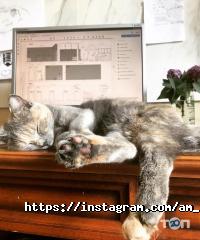 Пін і До відгуки фото