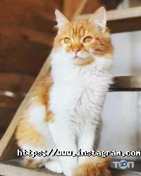 Happy Paw відгуки фото