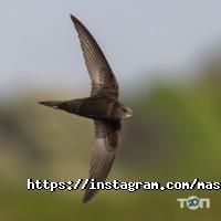 Master zoo Днепр фото