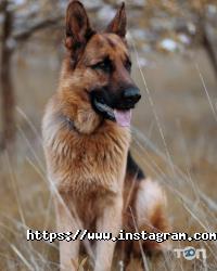 Фотограф Богдан Пасевич відгуки фото