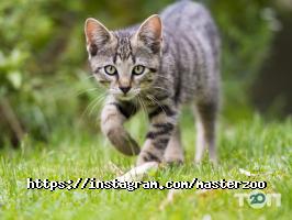 Master zoo отзывы фото