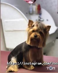 Зоомагазини і послуги для тварин Грумінг-салон фото