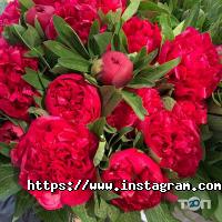 Zefir Одеса фото