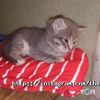 Kowka отзывы фото
