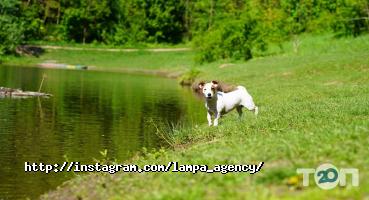 отзывы о Promotion & Production LAMPA AGENCY фото