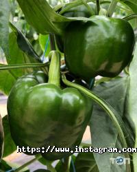 Agrolife відгуки фото