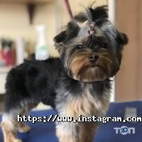 Star Grooming відгуки фото