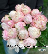 Фрезія Тернопіль фото