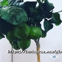 Gloriosa Астана фото