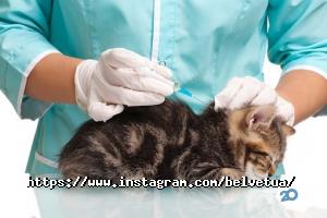 відгуки про Белвет фото