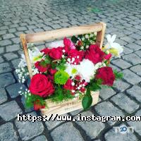 Древо Бажань Суми фото