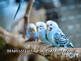 отзывы о Master zoo фото