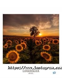 Лондонська відгуки фото