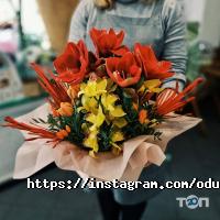 Все для сада Одуван фото