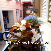 відгуки про La Cosa Nostra фото